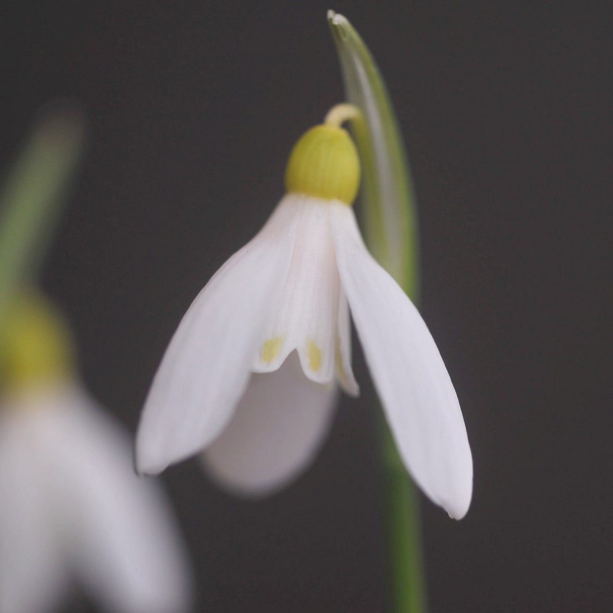 Galanthus woronowii 'Elizabeth Harrison' snowdrop – photo 2