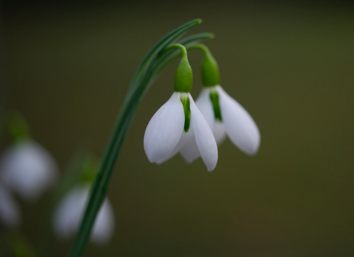 Galanthus 'Erway' snowdrop – photo 2