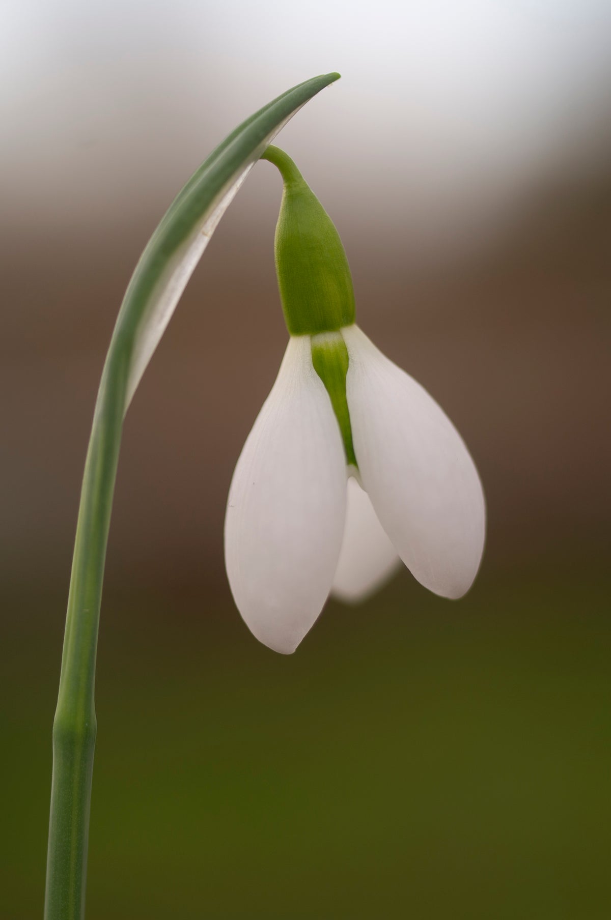 Galanthus 'Erway' snowdrop – photo 4