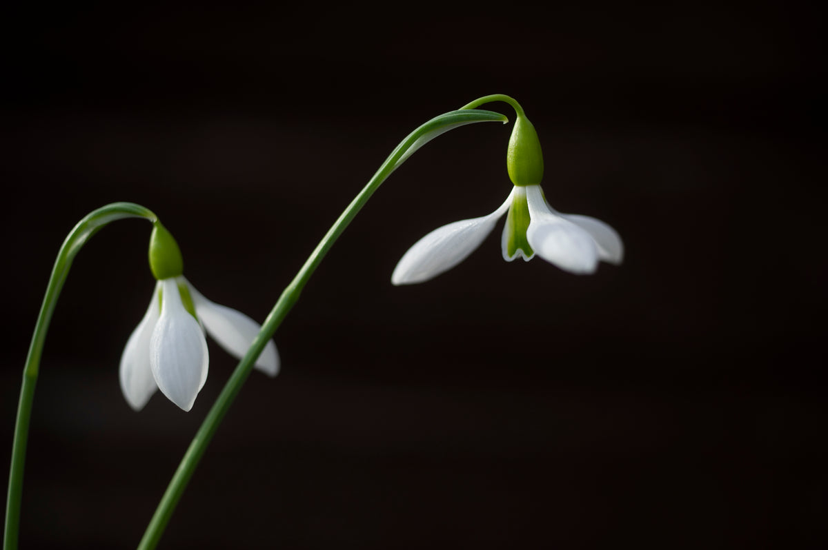 Galanthus 'Erway' snowdrop – photo 3