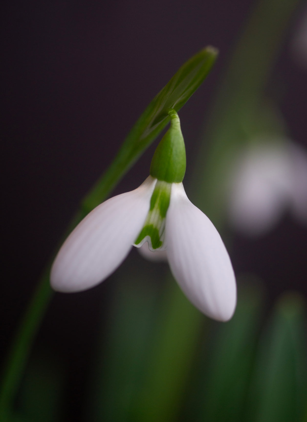 Galanthus 'Faith Stewart-Liberty' snowdrop – photo 2