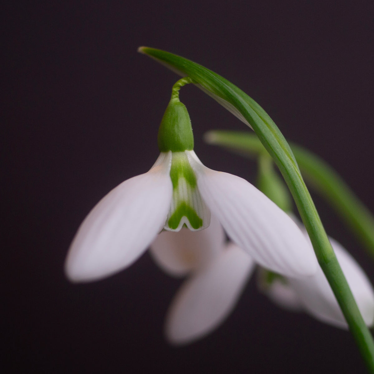 Galanthus 'Faith Stewart-Liberty' snowdrop flower