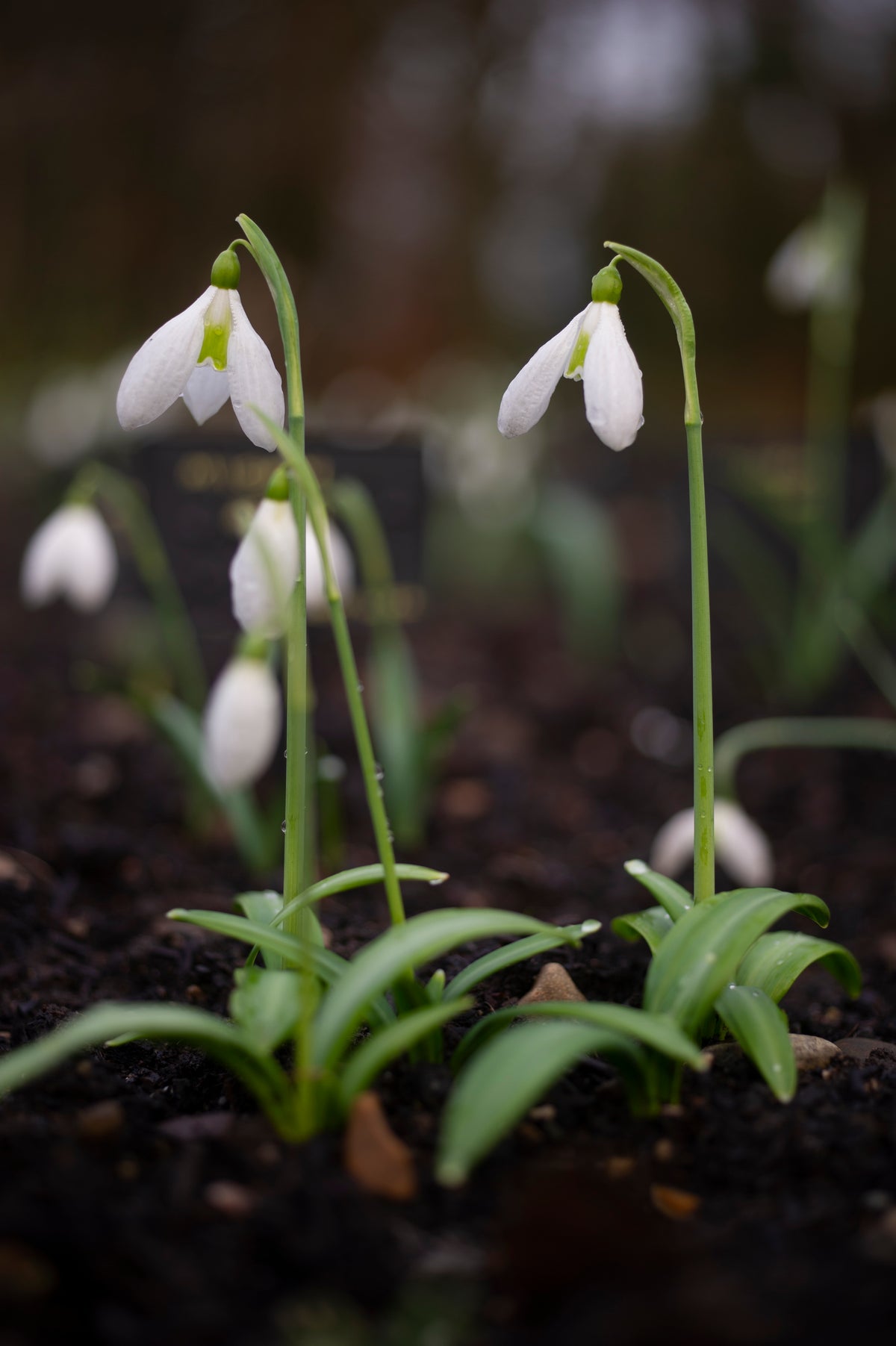 Galanthus plicatus 'Fake Pearls' snowdrop – photo 2