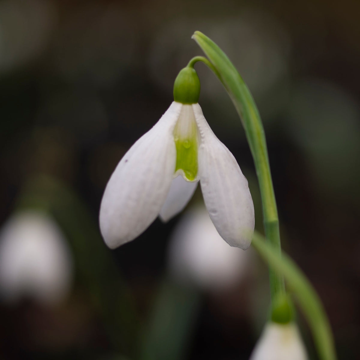 Galanthus plicatus 'Fake Pearls' snowdrop flower