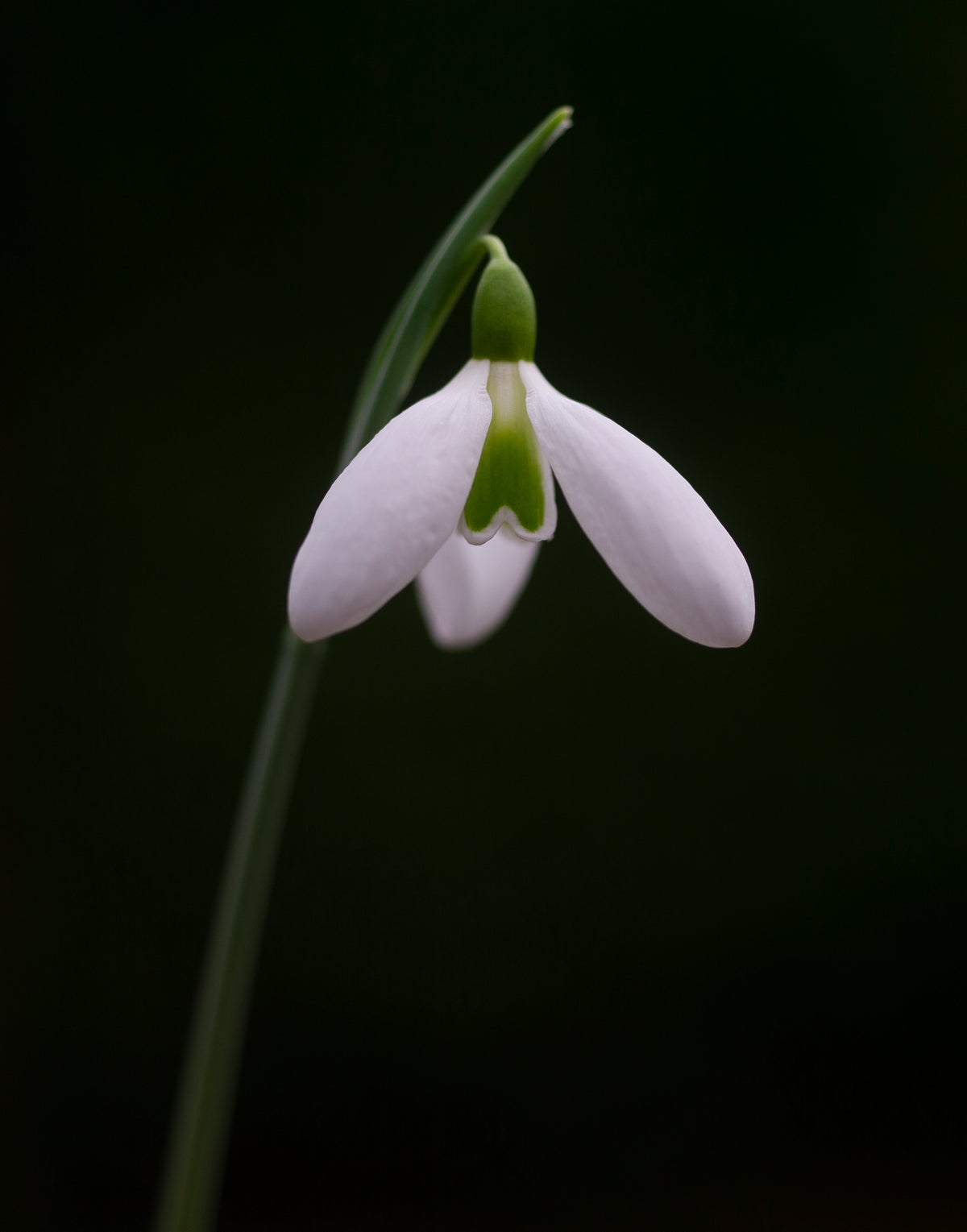Galanthus plicatus 'Fake Pearls' snowdrop – photo 3