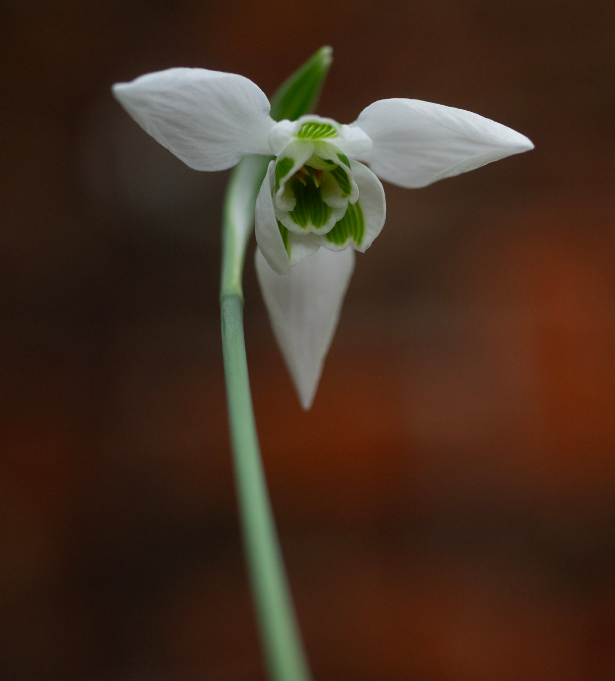 Galanthus 'Faringdon Double' snowdrop – photo 3
