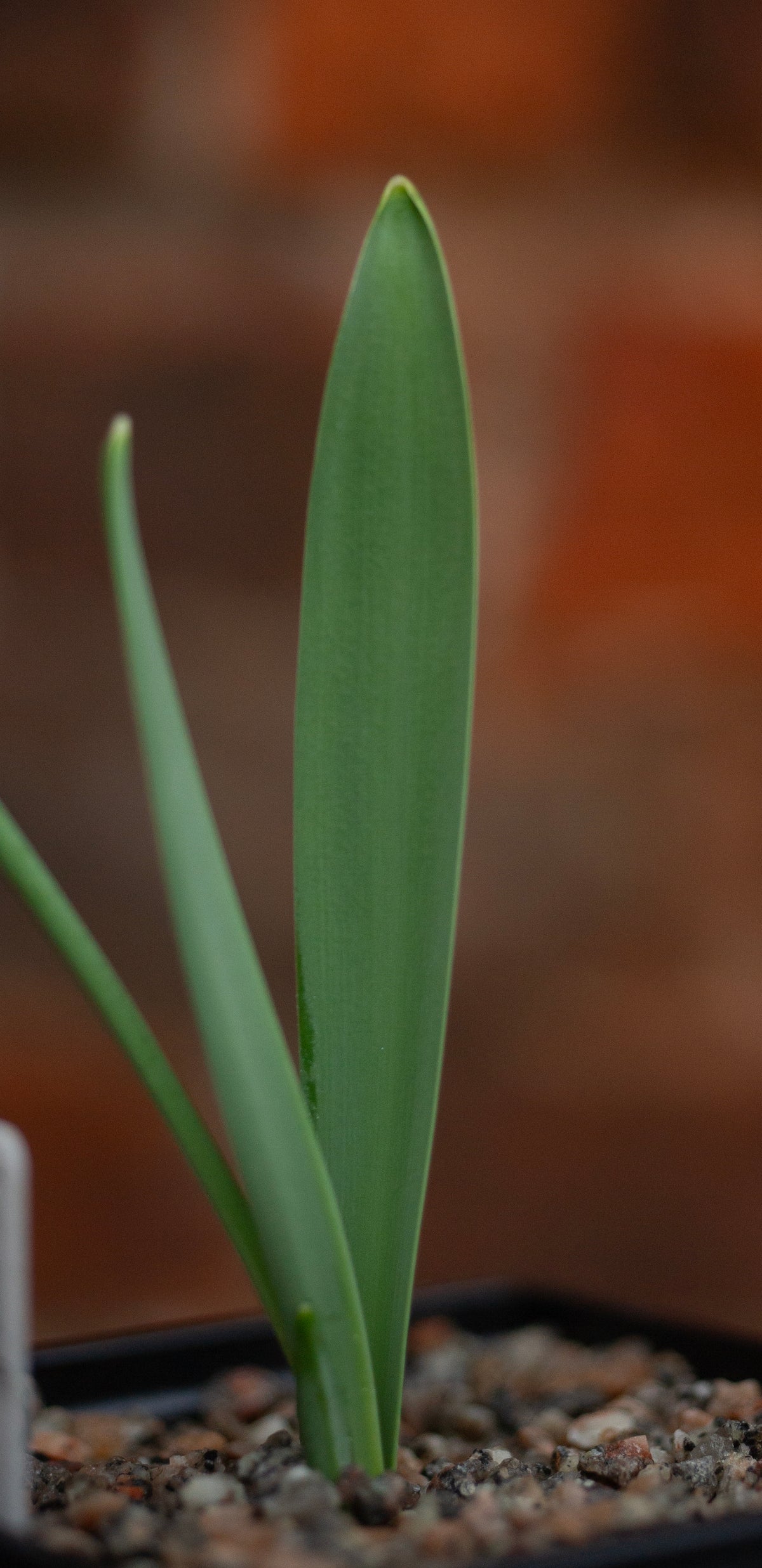 Galanthus 'Faringdon Double' snowdrop – photo 4