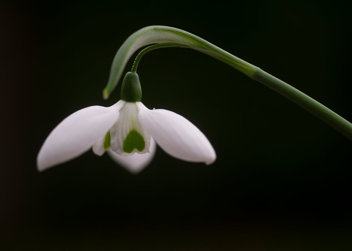 Galanthus 'Faringdon Double' snowdrop – photo 2