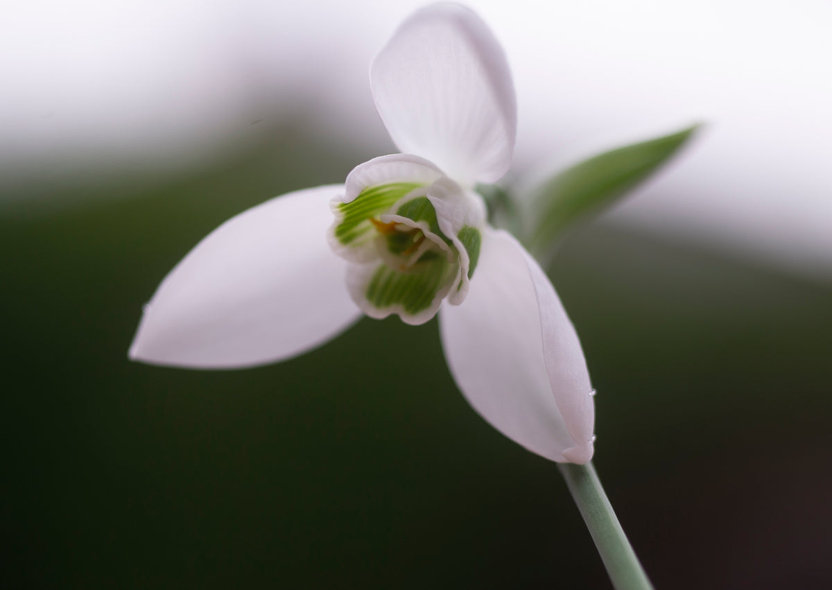 Galanthus 'Faringdon Double' snowdrop – photo 5