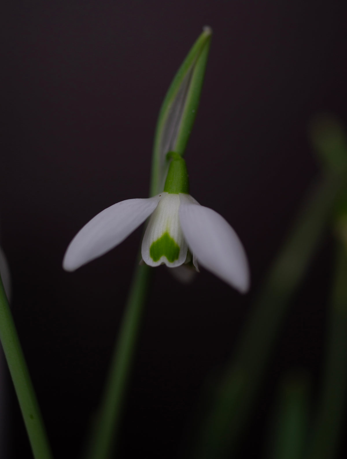 Galanthus 'Faringdon Double' snowdrop – photo 6