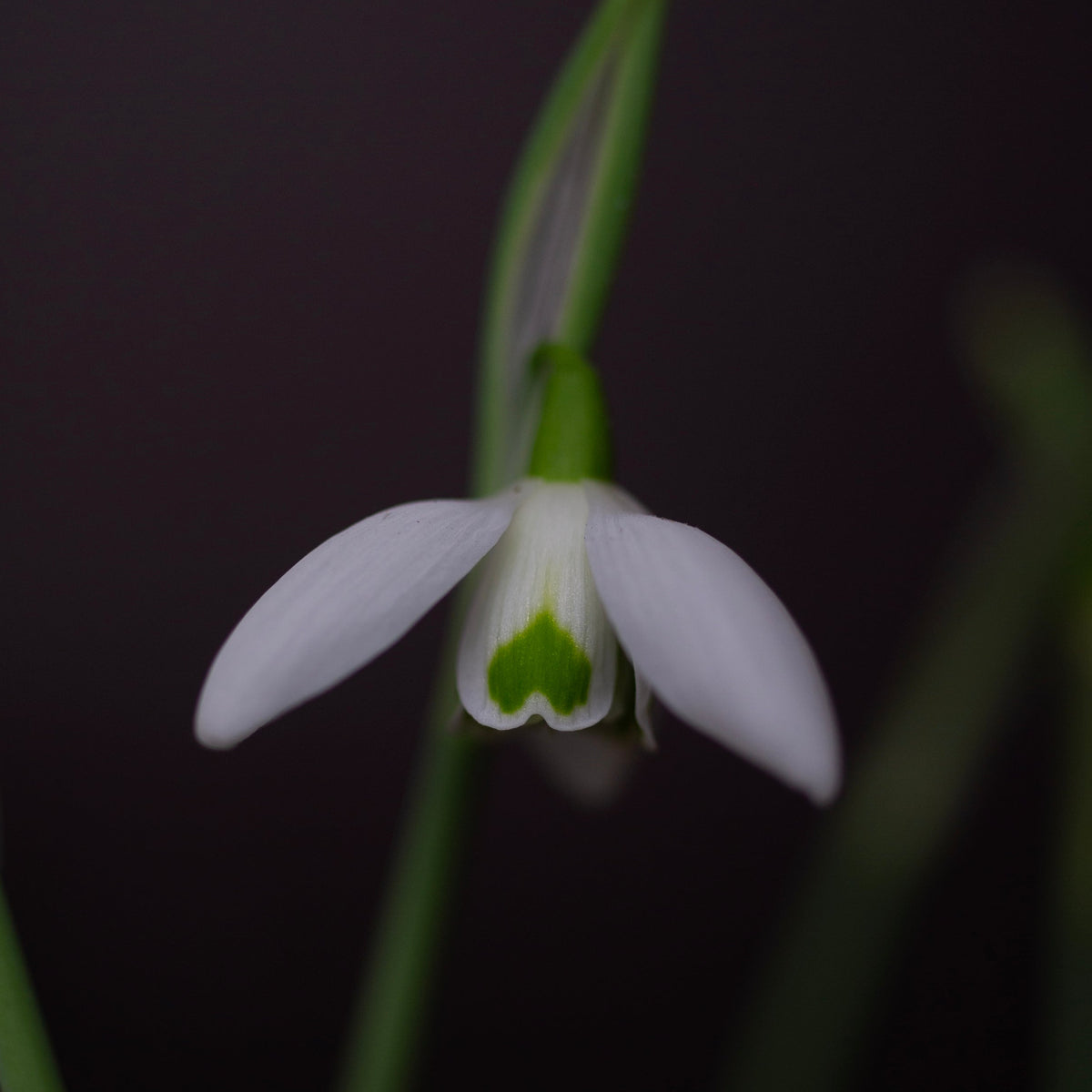 Galanthus 'Faringdon Double' snowdrop flower
