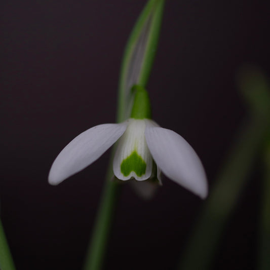Galanthus 'Faringdon Double' snowdrop flower