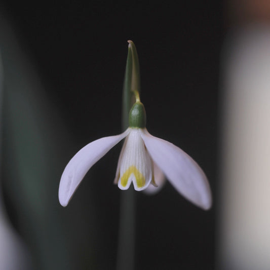 Galanthus 'Felicity' snowdrop with yellow inner markings