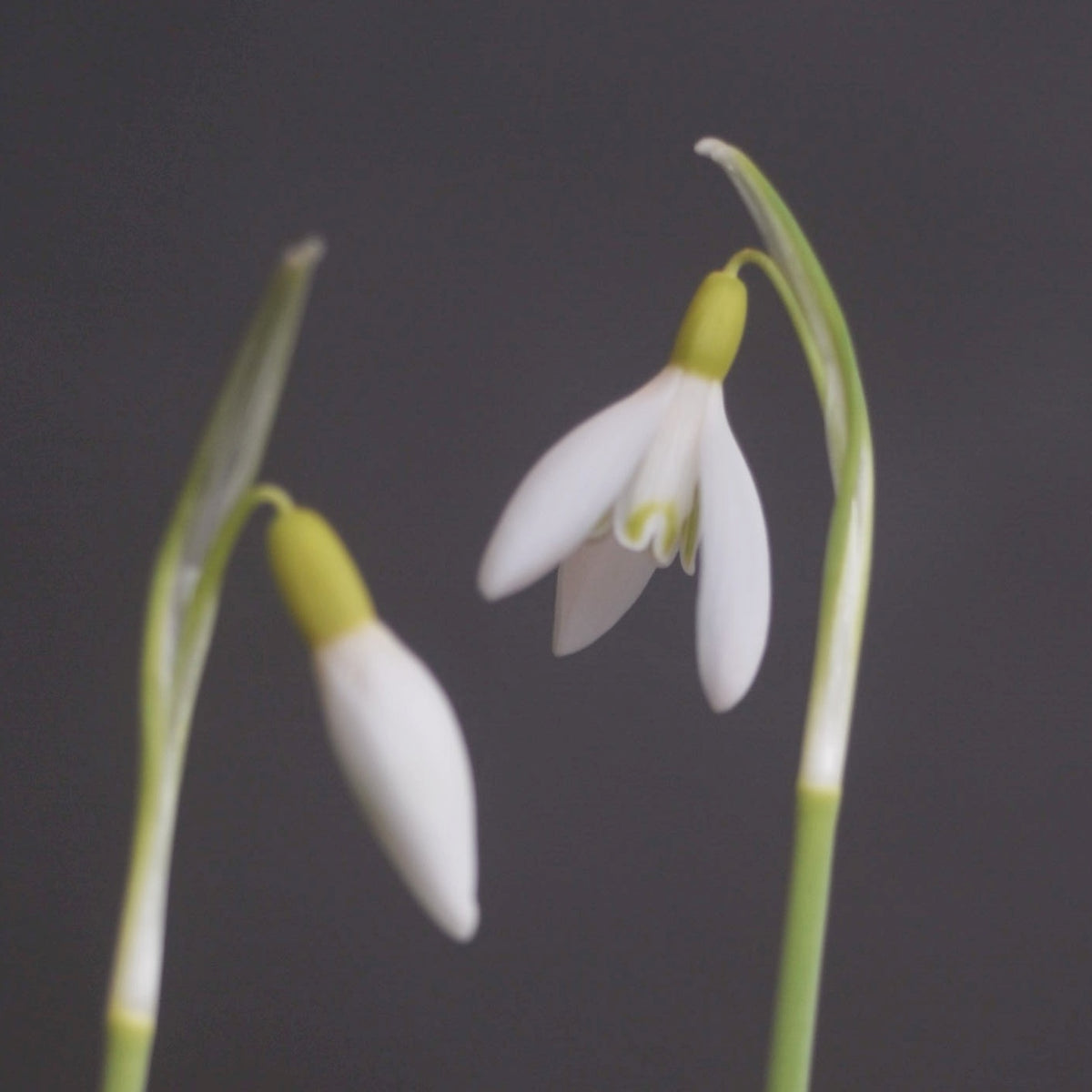 Galanthus nivalis 'Feodora' snowdrop showing long yellow ovary
