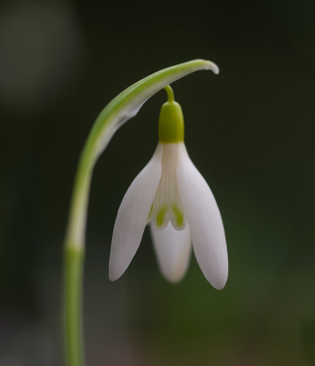 Galanthus nivalis 'Feodora' pale yellow snowdrop in flower