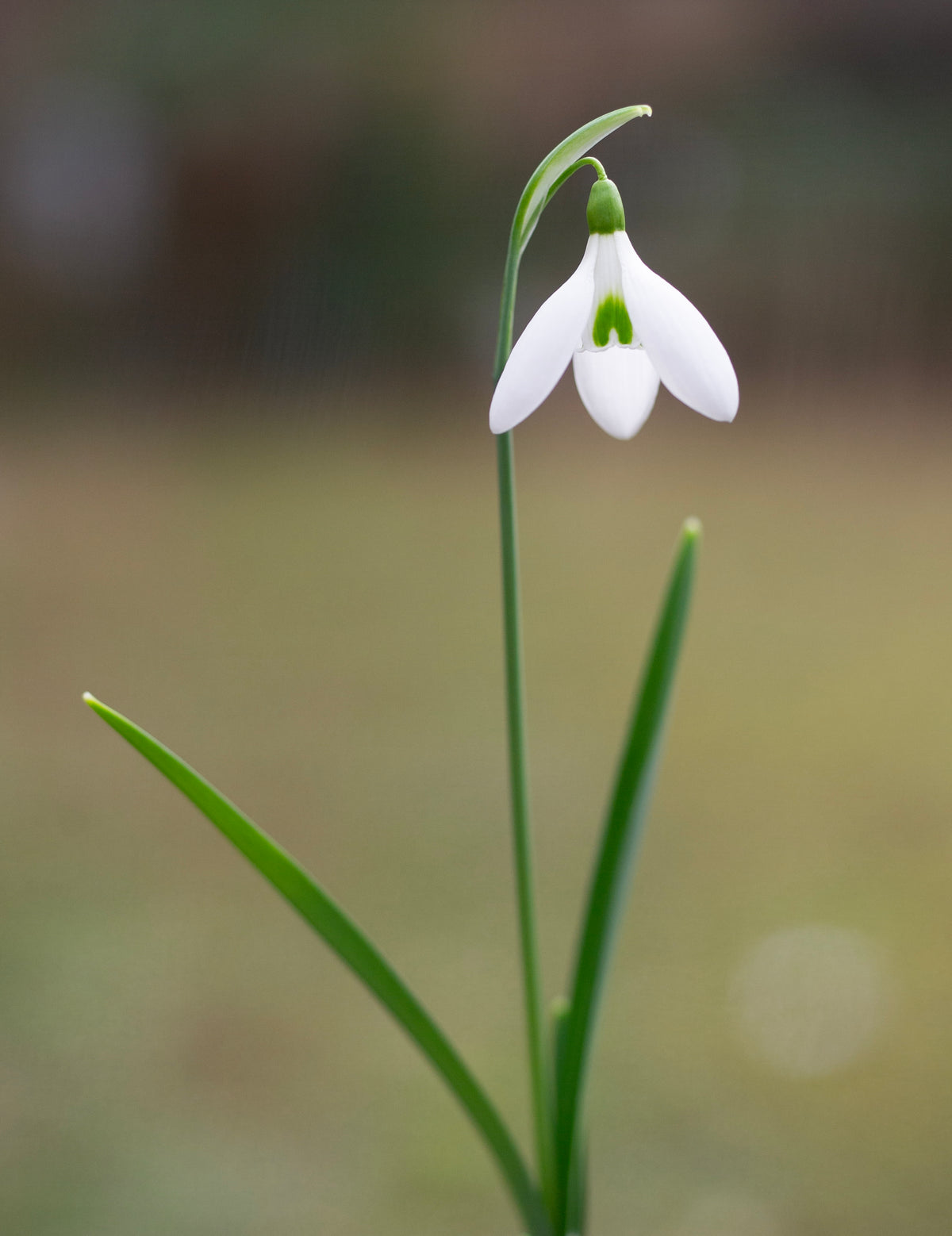Galanthus 'Fieldgate Continuo' snowdrop – photo 3