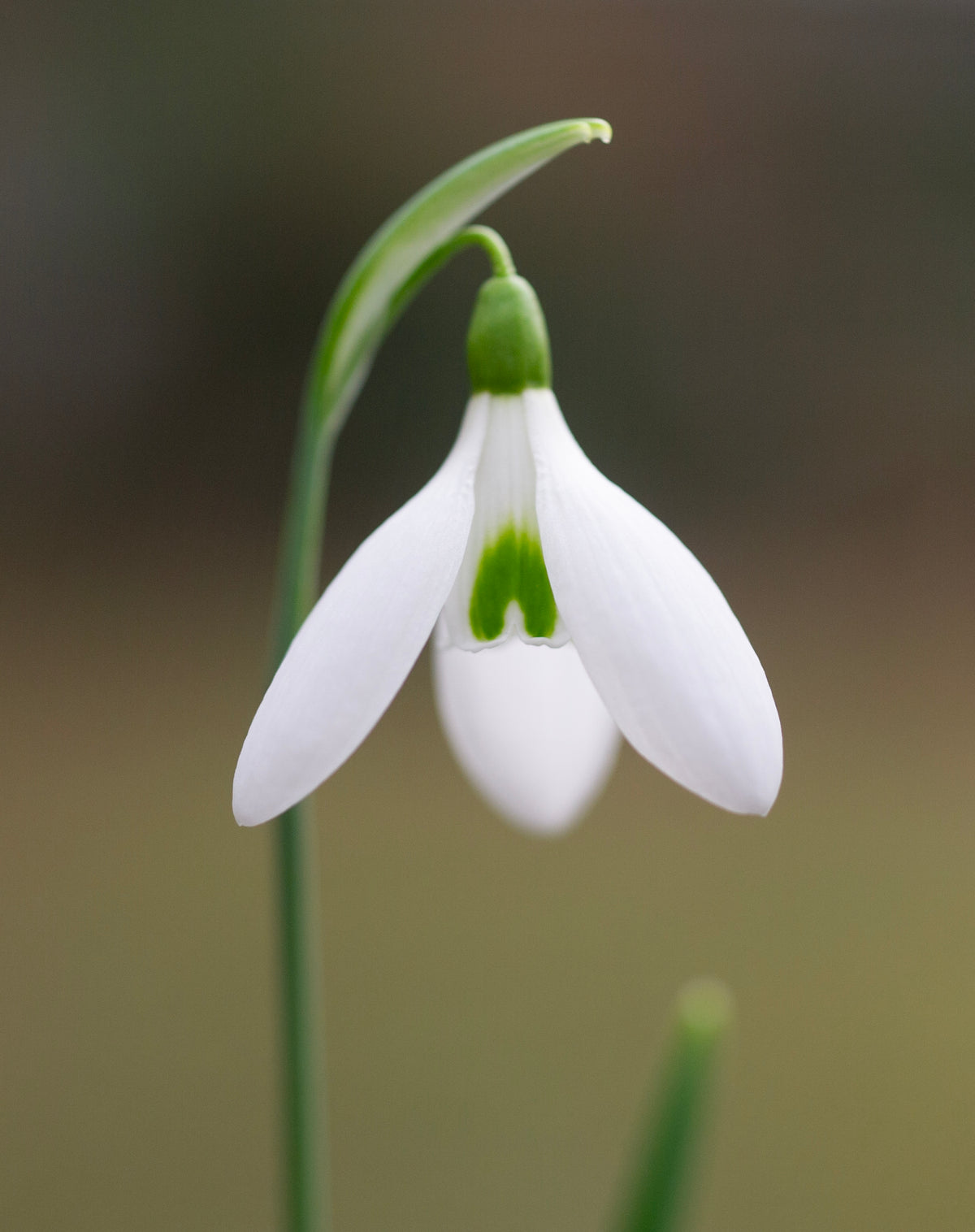 Galanthus 'Fieldgate Continuo' snowdrop – photo 4