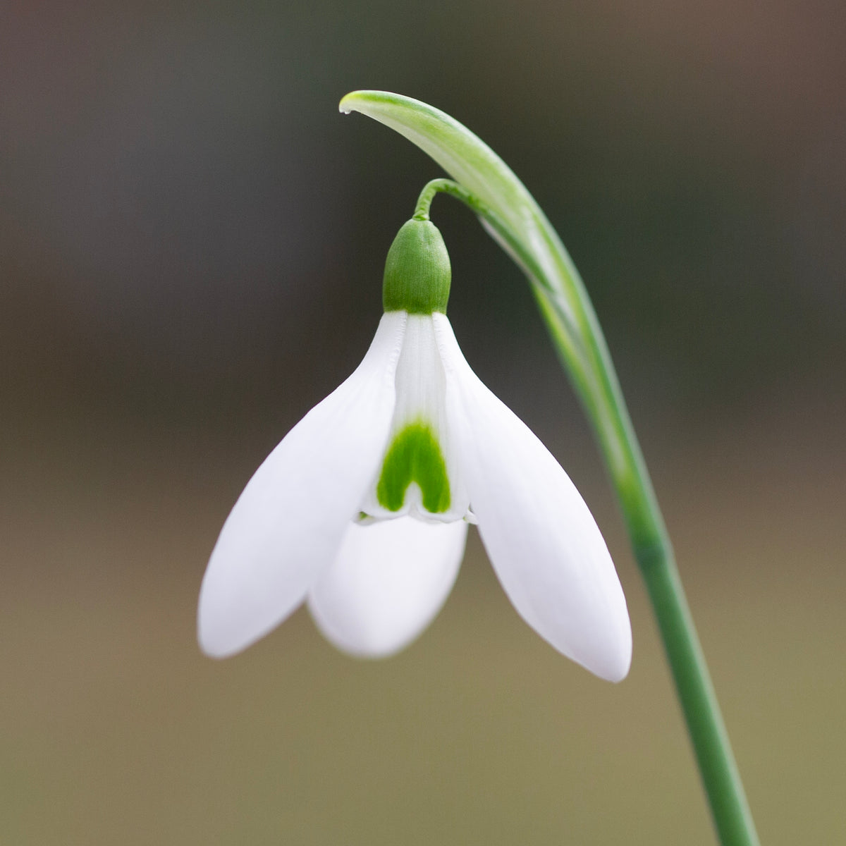 Galanthus 'Fieldgate Continuo' snowdrop flower