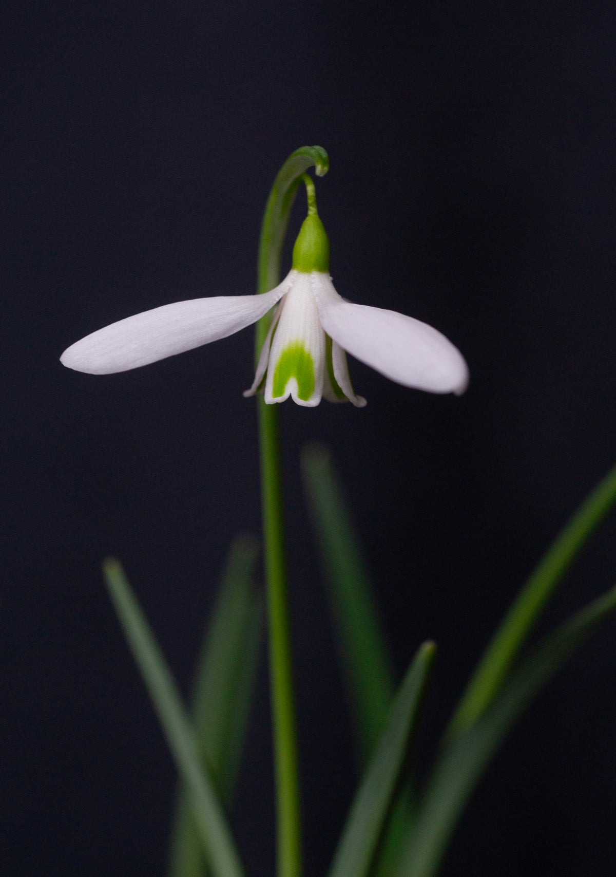 Galanthus 'Fieldgate Continuo' snowdrop – photo 5