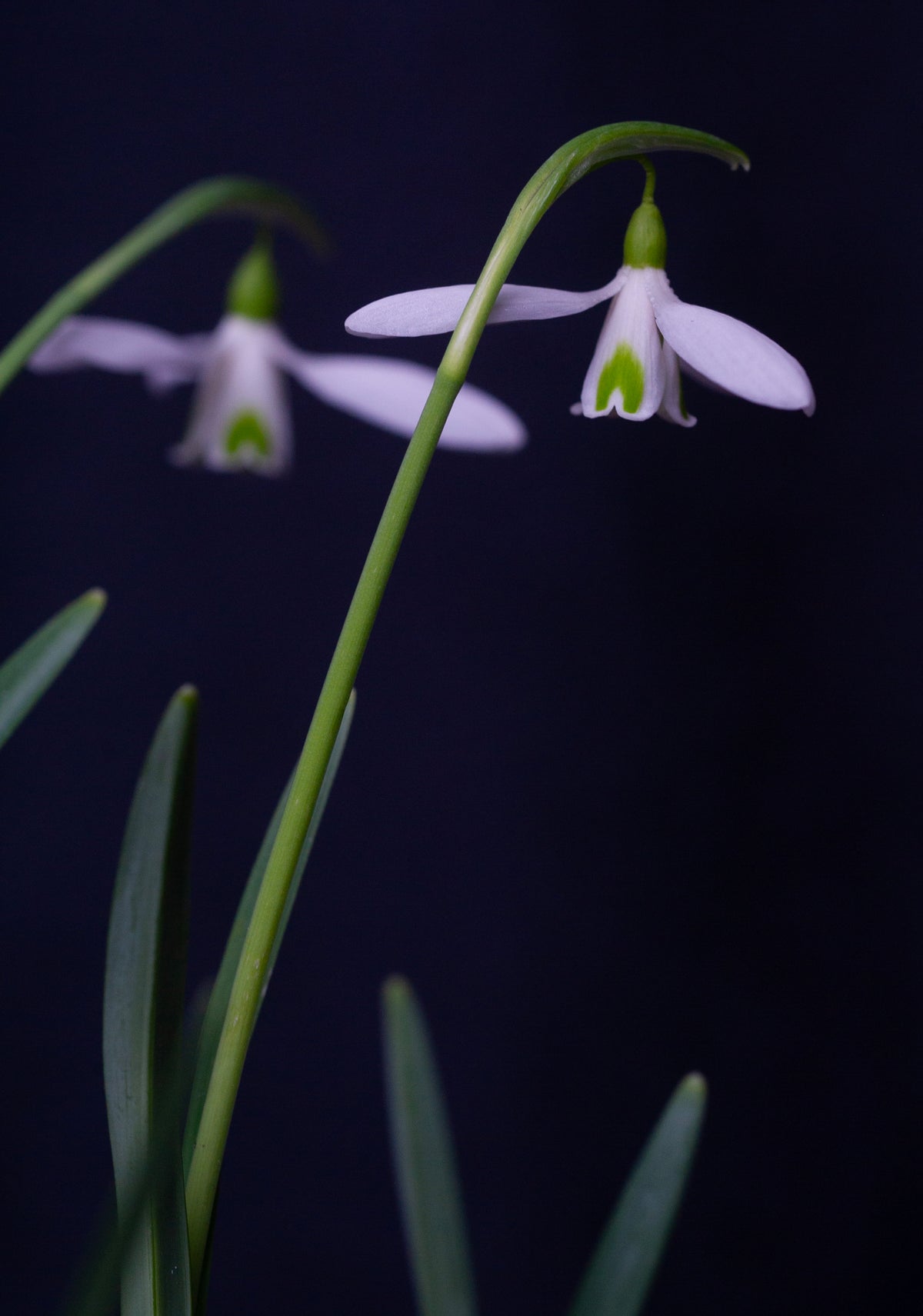 Galanthus 'Fieldgate Continuo' snowdrop – photo 2
