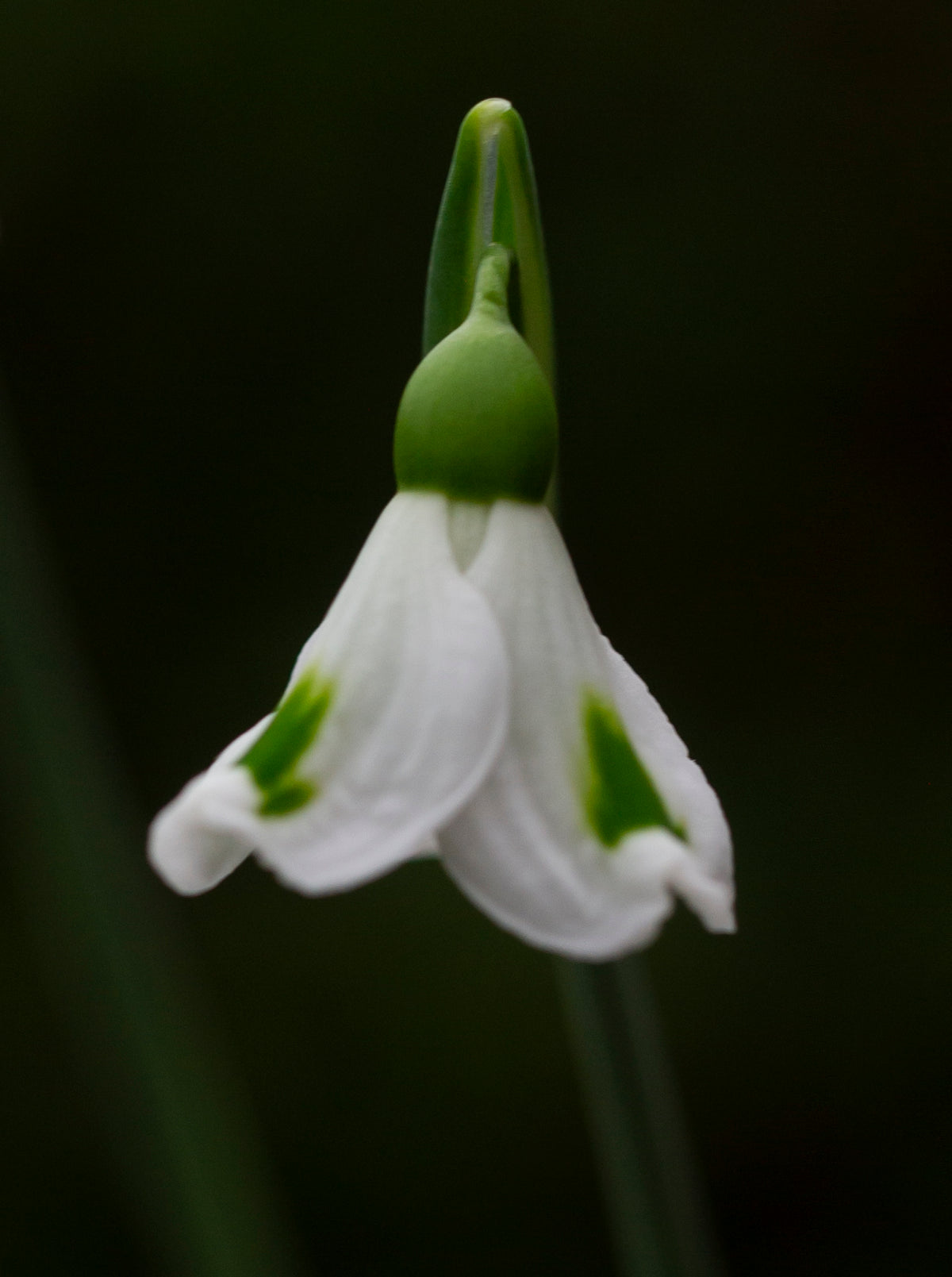 Galanthus x valentinei 'Fieldgate Imp' snowdrop – photo 2