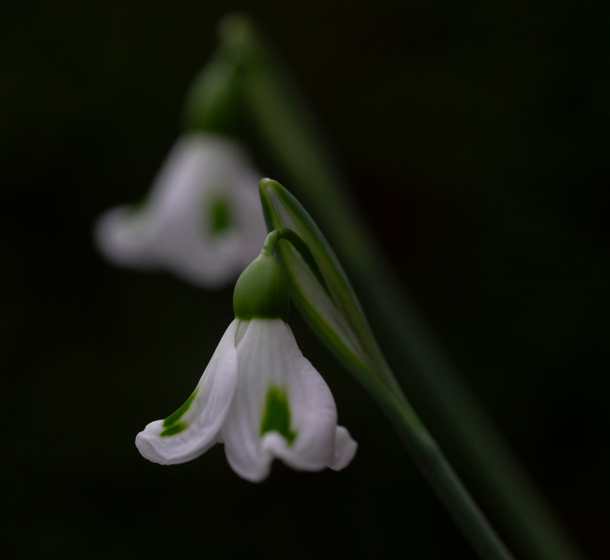 Galanthus x valentinei 'Fieldgate Imp' snowdrop – photo 4