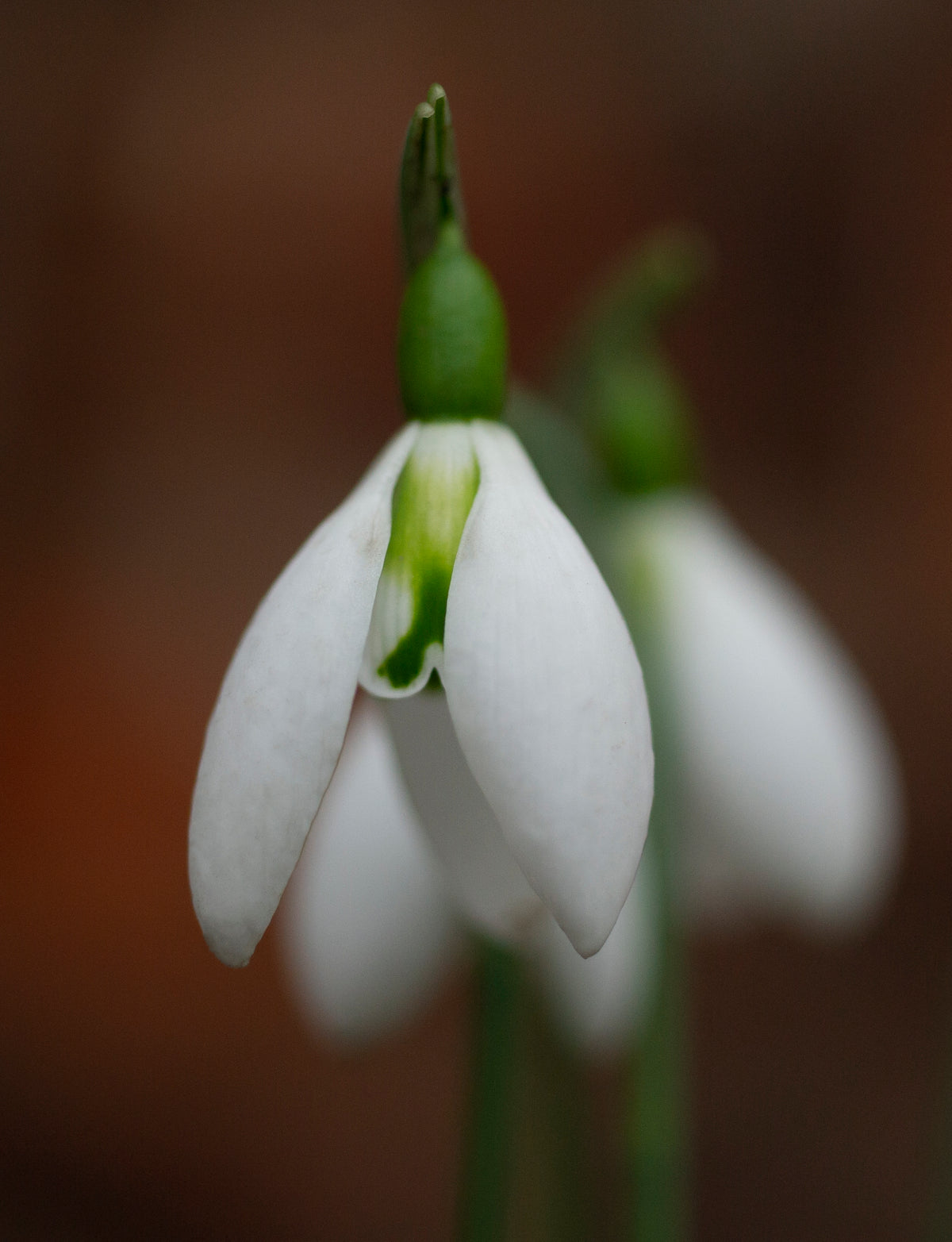 Galanthus 'Fieldgate Prelude' snowdrop – photo 3