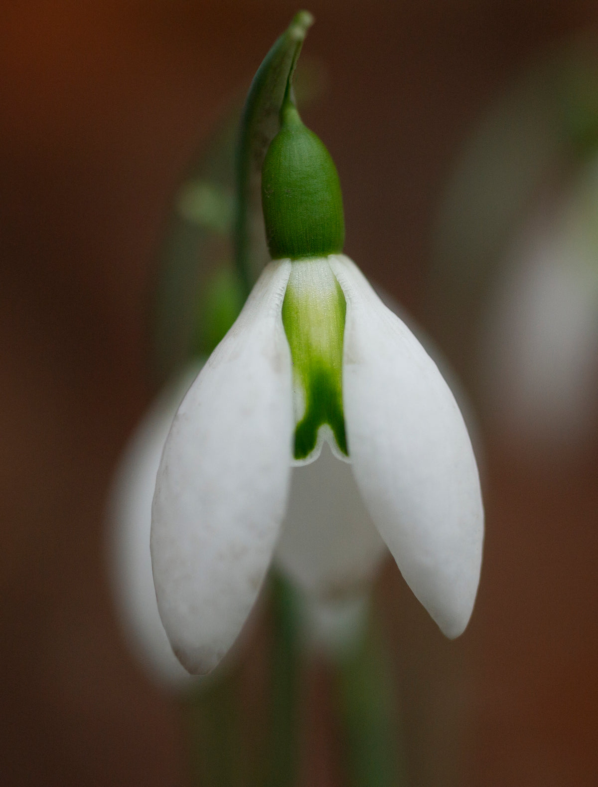 Galanthus 'Fieldgate Prelude' snowdrop – photo 4