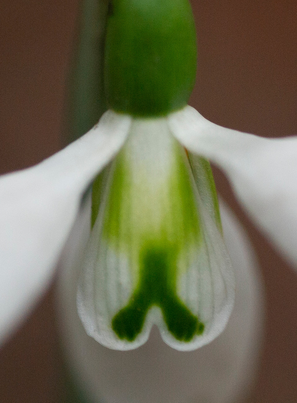 Galanthus 'Fieldgate Prelude' snowdrop – photo 2