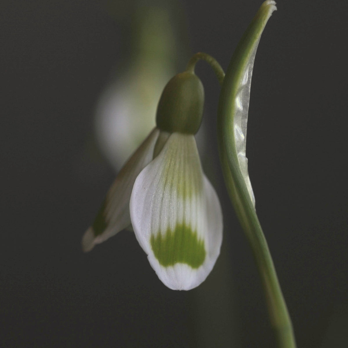 Galanthus 'Fieldgate Fantasia' flower showing finely lined outers