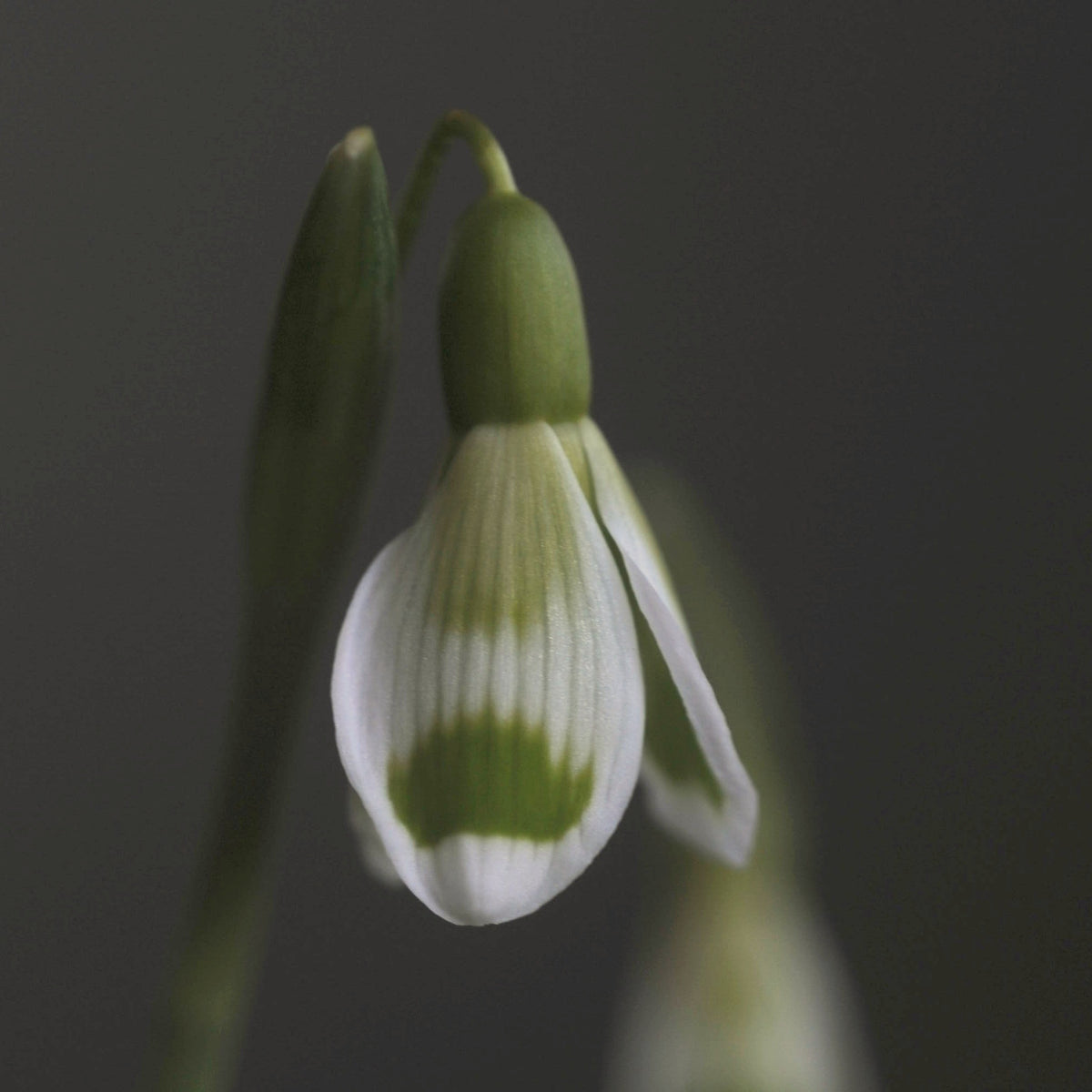 Galanthus 'Fieldgate Fantasia' rare Fieldgate snowdrop in flower