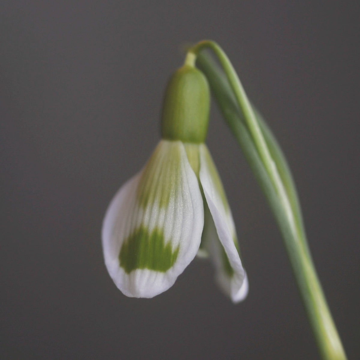 Galanthus 'Fieldgate Fantasia' snowdrop with green ovary and striped outers