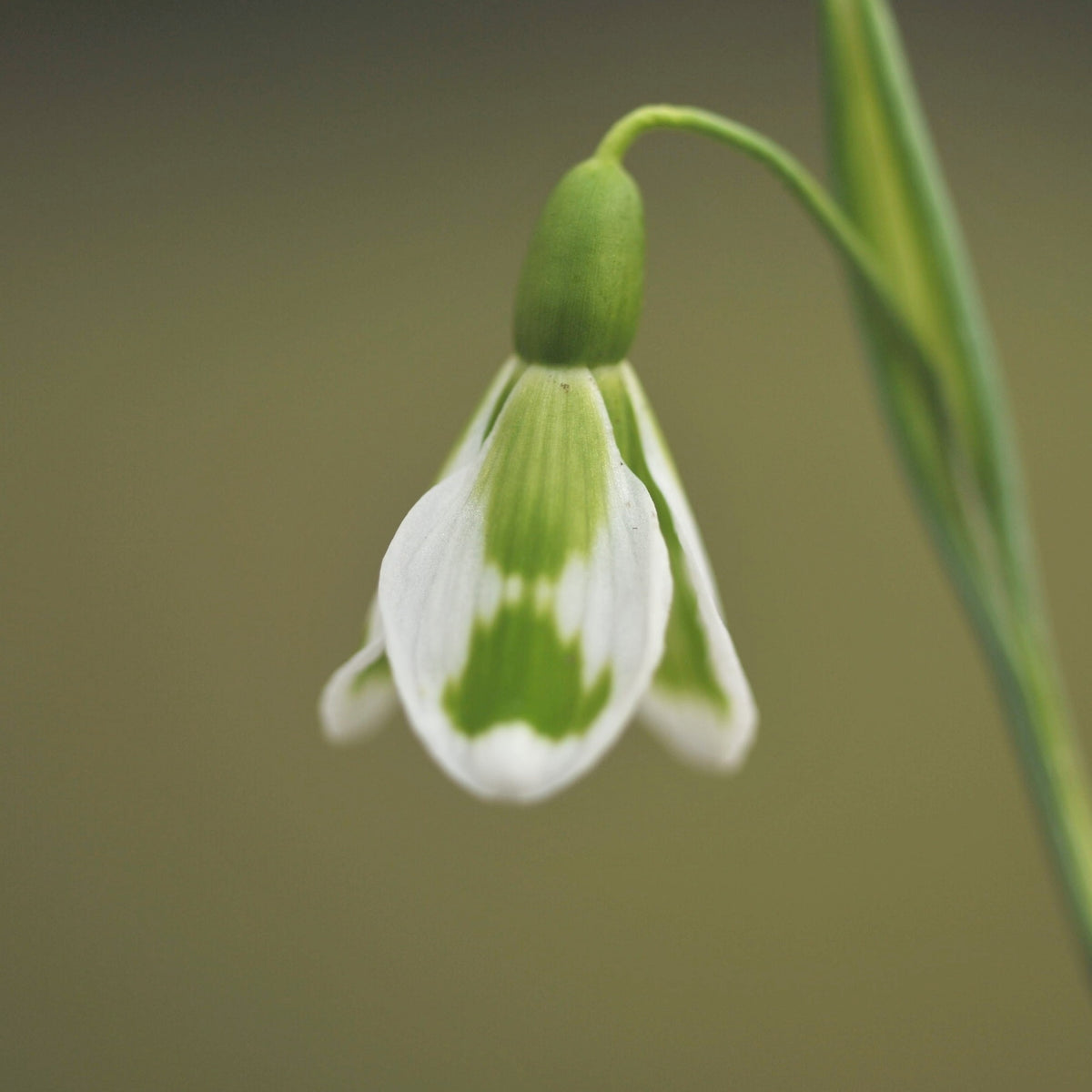 Galanthus 'Fieldgate Fantasia' Trym-type snowdrop with green hearts on the outers
