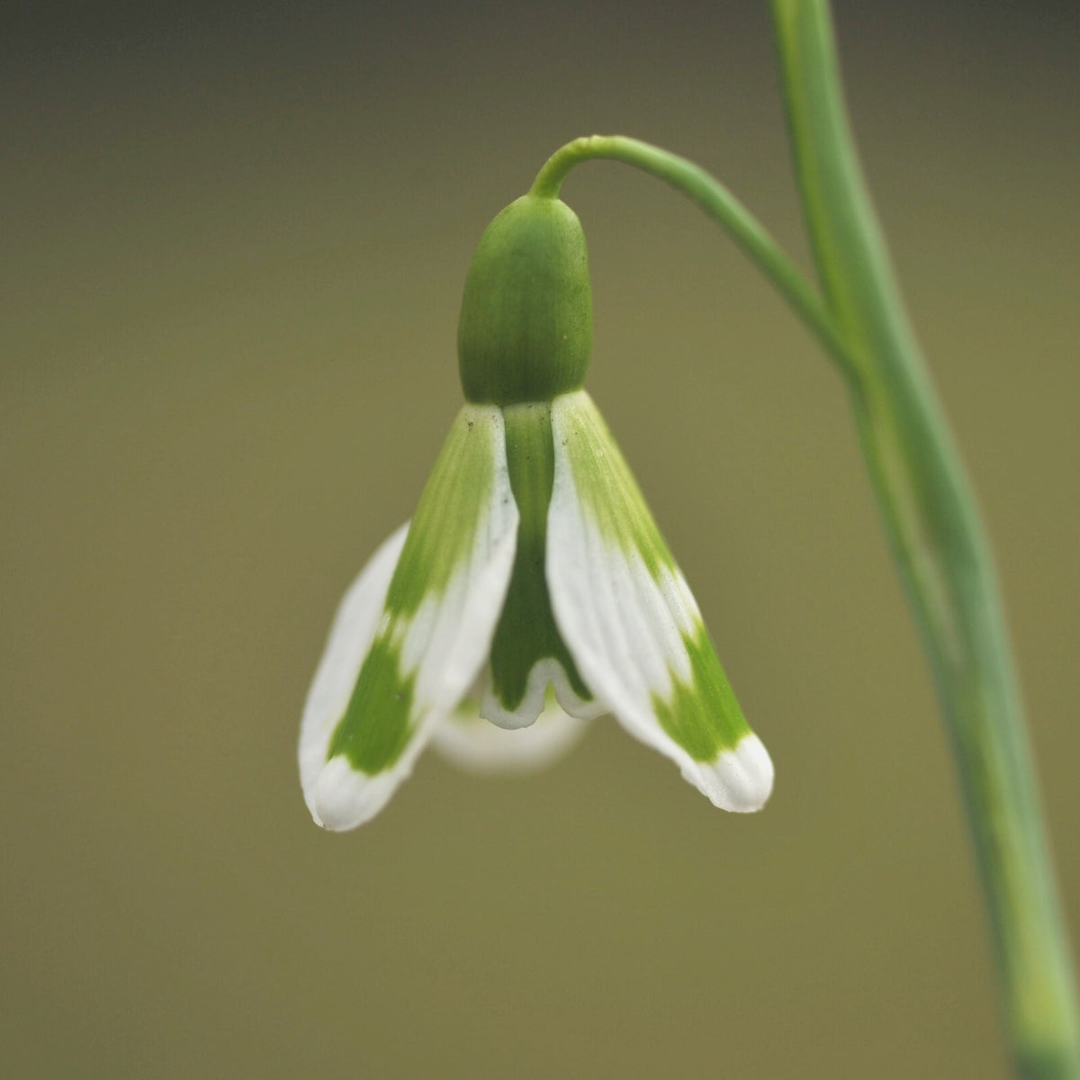 Galanthus 'Fieldgate Fantasia' Trym-type snowdrop from Colin Mason