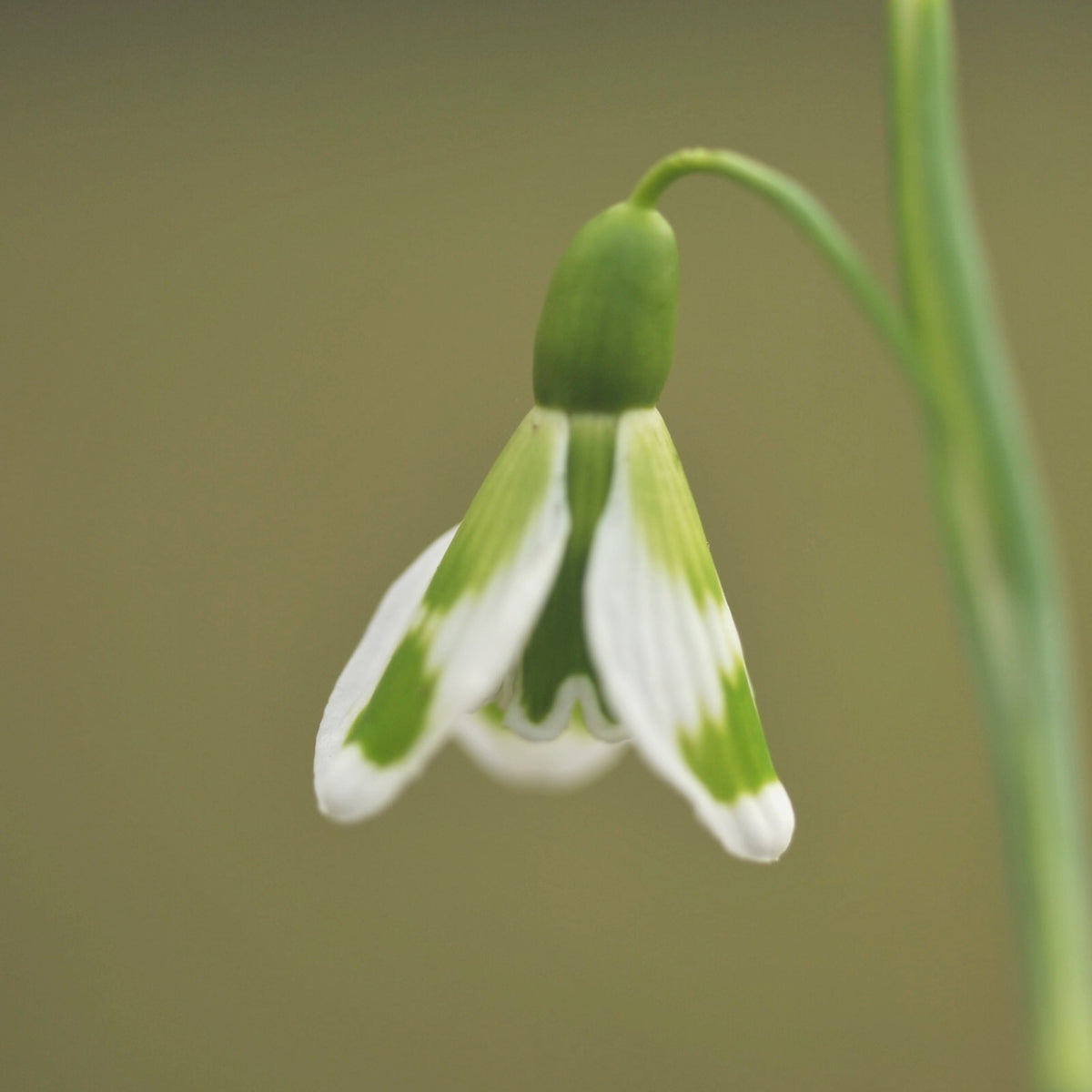 Galanthus 'Fieldgate Fantasia' snowdrop showing striped outer segments