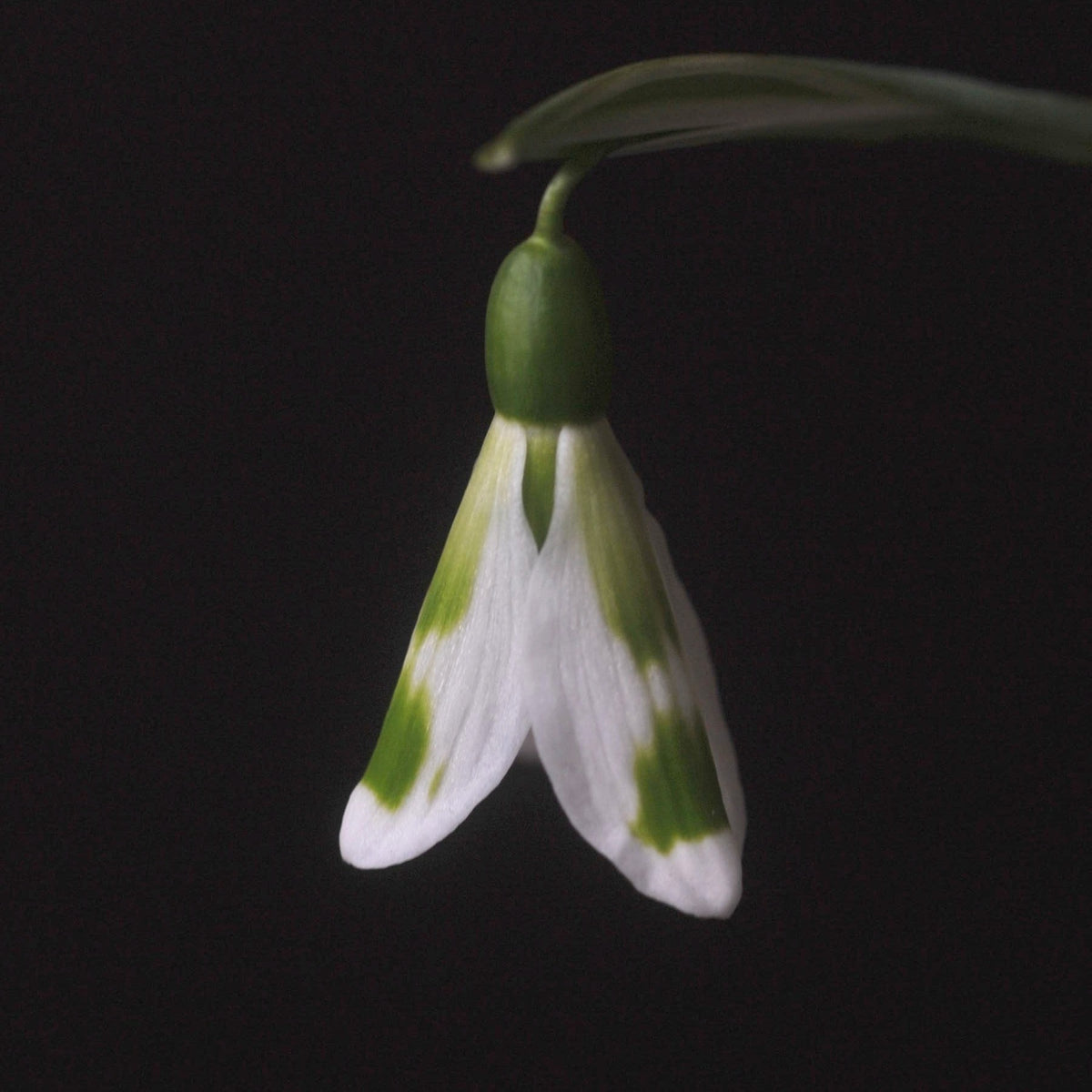 Galanthus 'Fieldgate Fantasia' pterugiform snowdrop against a dark background