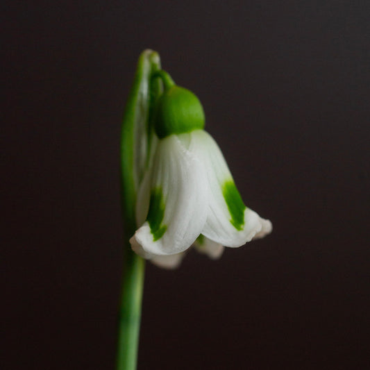 Galanthus x valentinei 'Fieldgate Imp' snowdrop flower