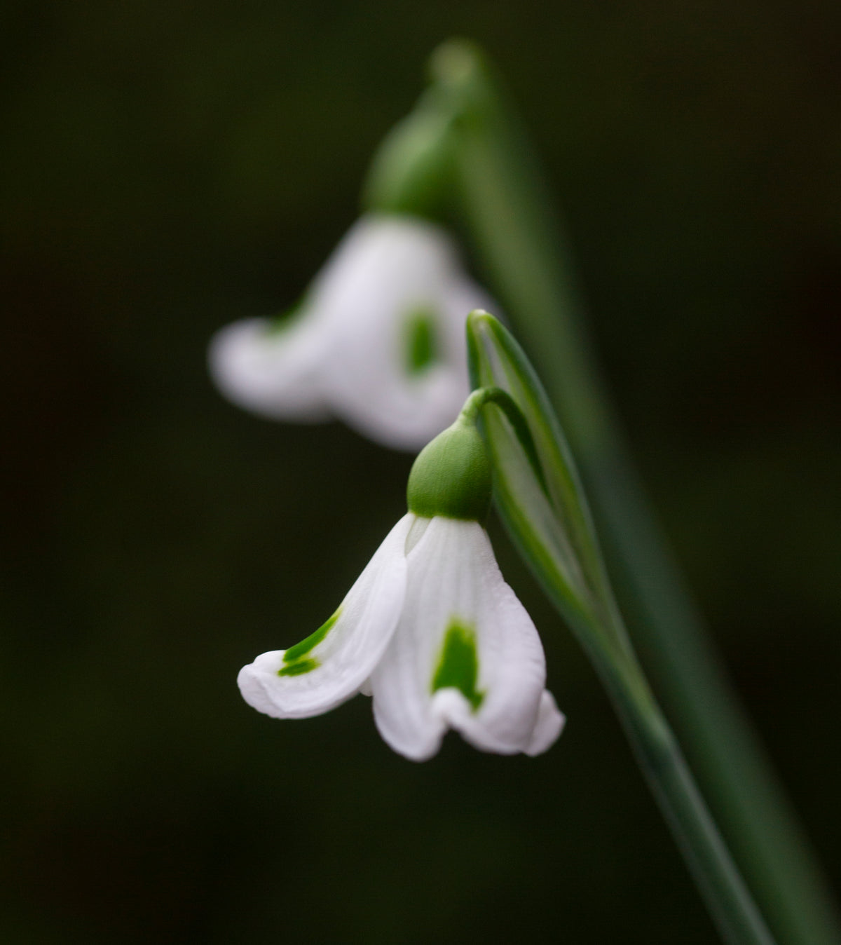 Galanthus x valentinei 'Fieldgate Imp' snowdrop – photo 3