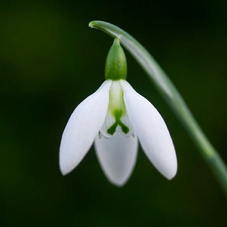 Galanthus 'Fieldgate Prelude' snowdrop – photo 5