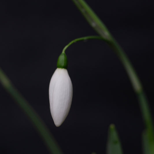 Galanthus 'Fly Fishing' snowdrop flower