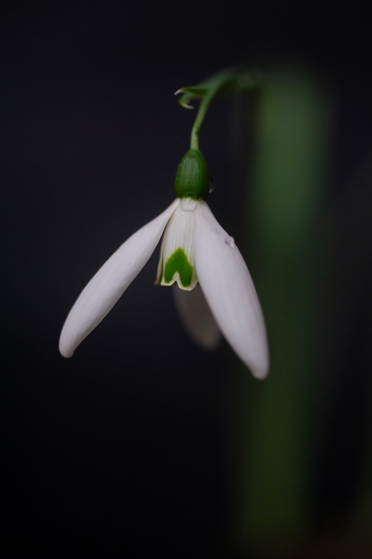 Galanthus 'Fly Fishing' snowdrop – photo 2