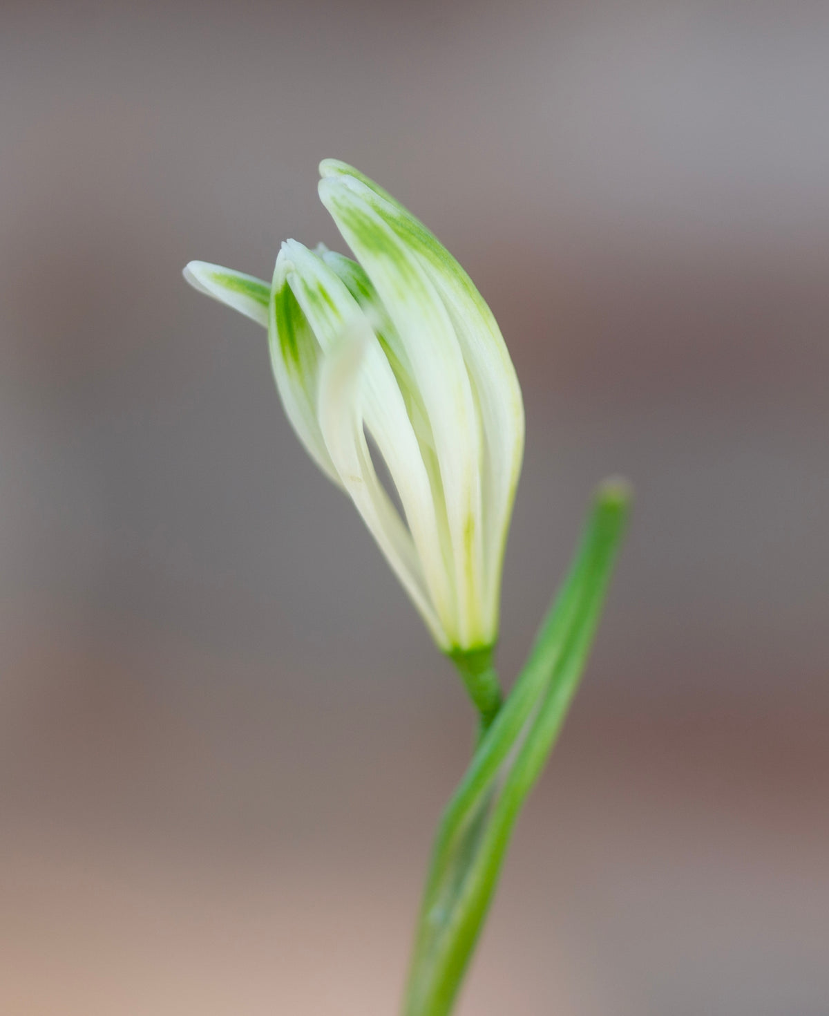 Galanthus nivalis 'Fuzz' snowdrop – photo 9