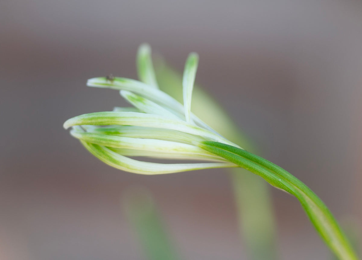 Galanthus nivalis 'Fuzz' snowdrop – photo 8