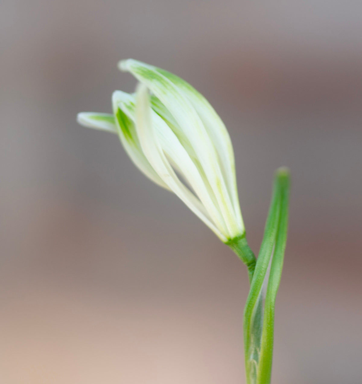 Galanthus nivalis 'Fuzz' snowdrop – photo 7