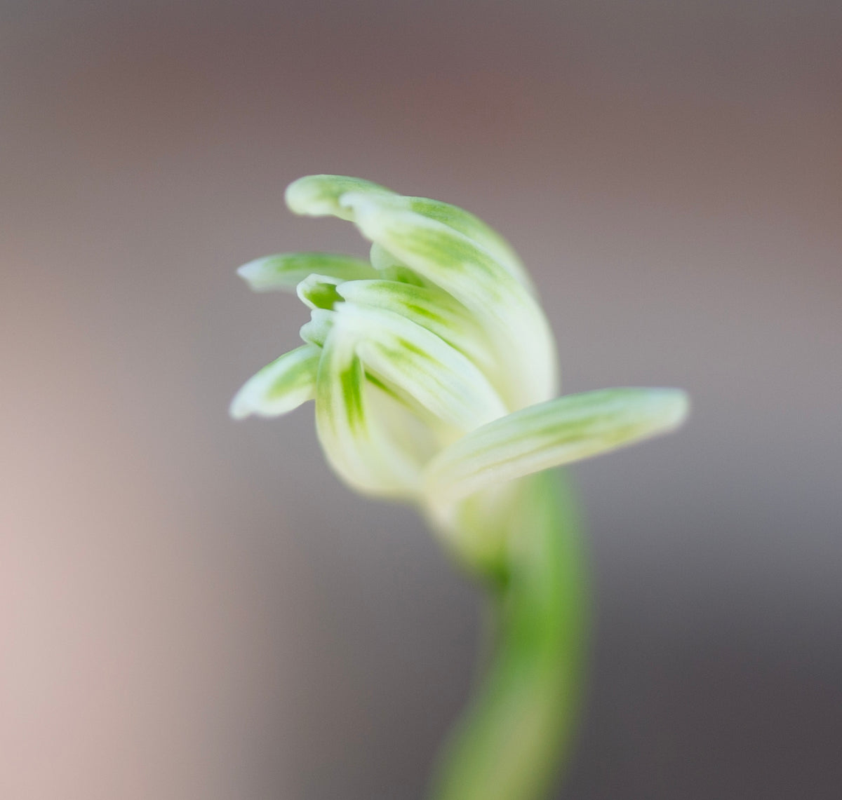 Galanthus nivalis 'Fuzz' snowdrop – photo 6