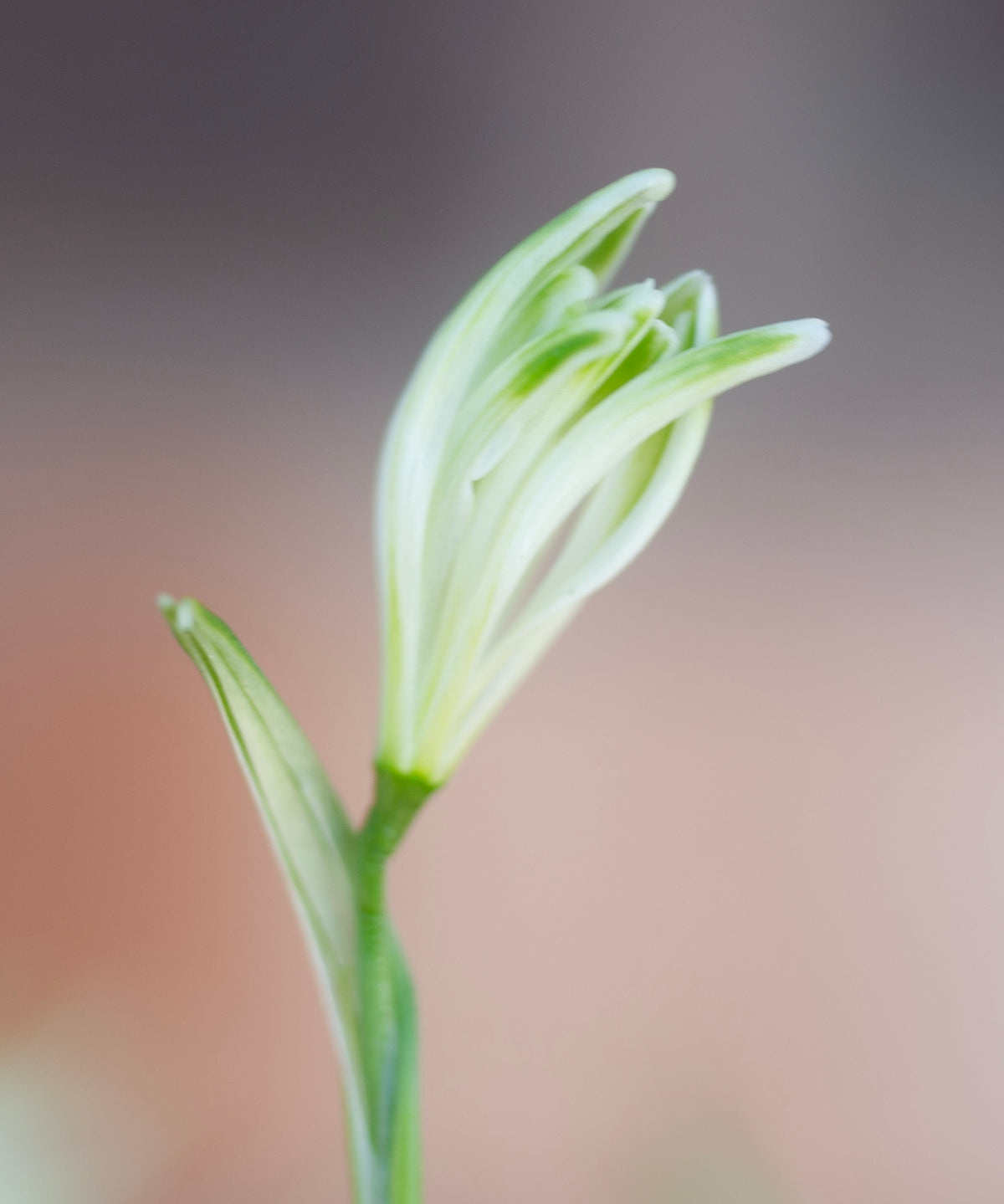 Galanthus nivalis 'Fuzz' snowdrop – photo 5