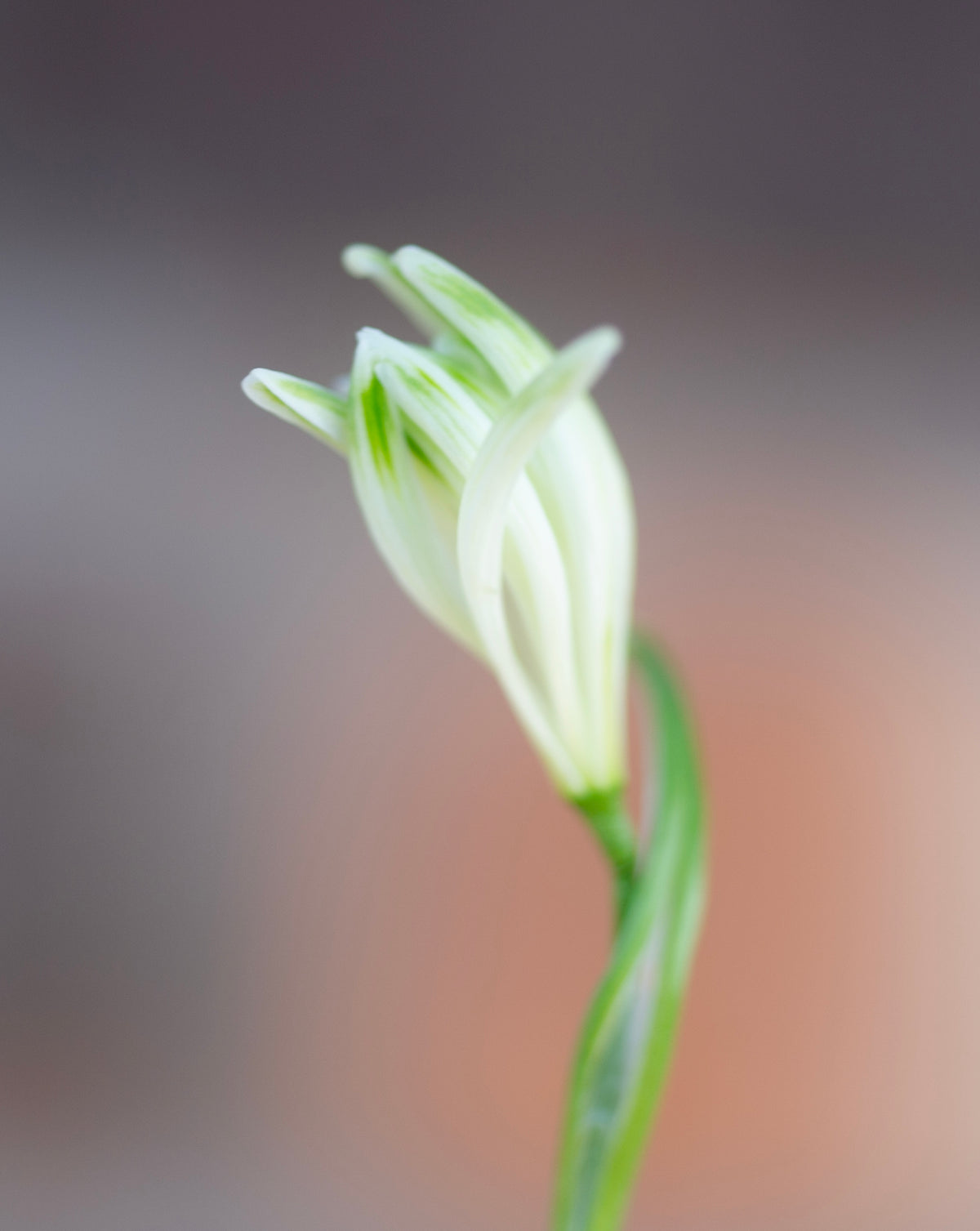 Galanthus nivalis 'Fuzz' snowdrop – photo 4