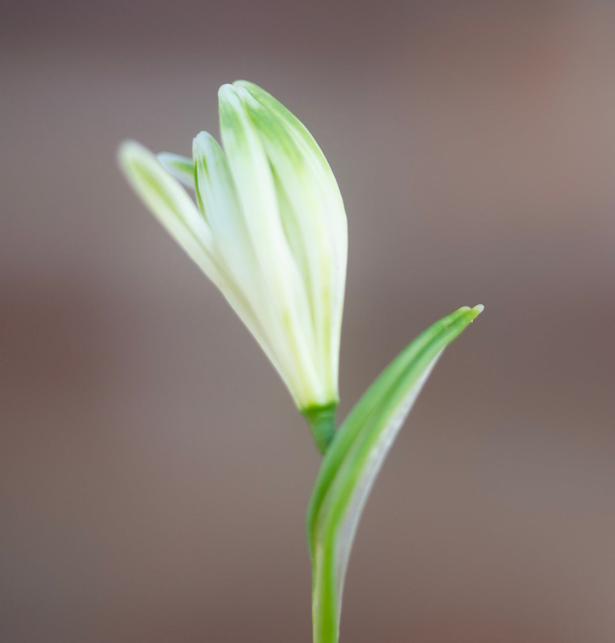 Galanthus nivalis 'Fuzz' snowdrop – photo 3