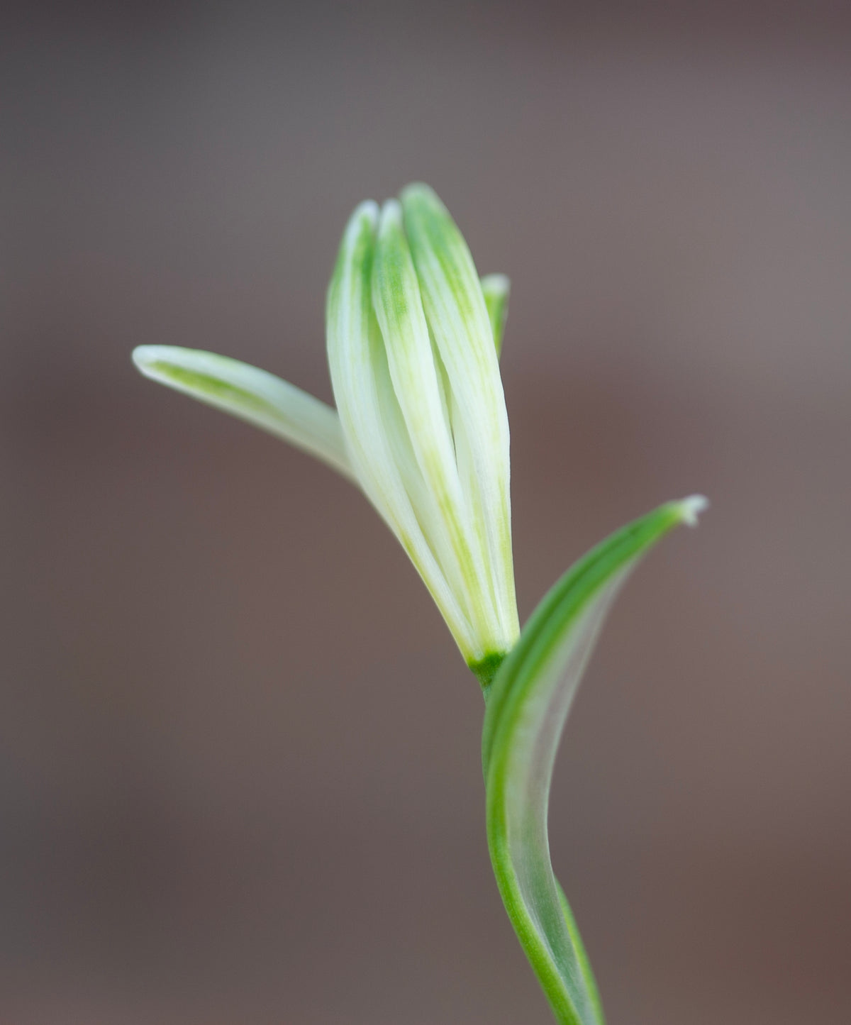 Galanthus nivalis 'Fuzz' snowdrop – photo 2