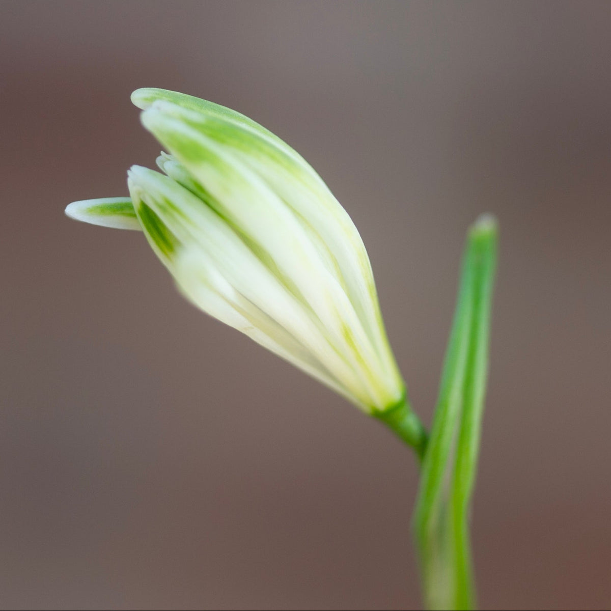 Galanthus nivalis 'Fuzz' snowdrop flower